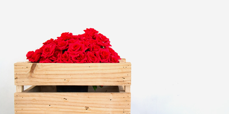 Roses In Valentines Designs