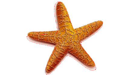 How to Create a Starfish