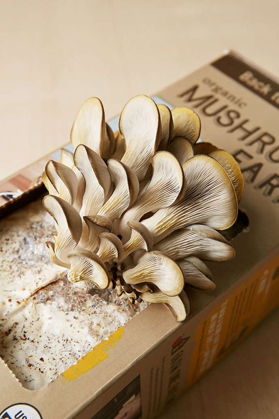 mushroom cardboard botanical packaging